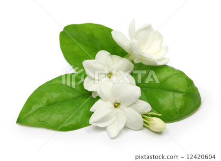 Arabia Jasmine 12420604