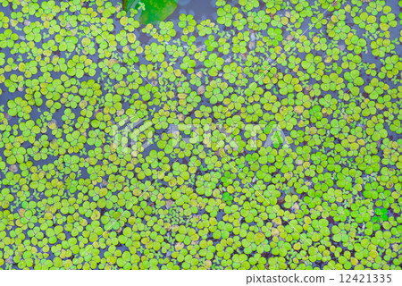 Pistia (Water cabbage) and water 12421335