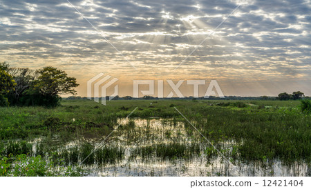 Brazilian Panantal wetlands, cloudy day and ray lights 12421404