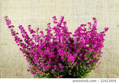 Heather plant close up 12421604