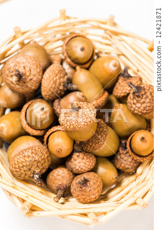 Collection of different oak acorns 12421871