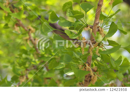 Ginkgo flower Ginkgo flower 12421938