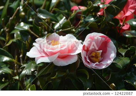 粉紅色的山茶花 - 盛開(埼玉縣朝霞市) 粉紅色的山茶花 - 盛開(埼玉縣朝霞市) 12422087