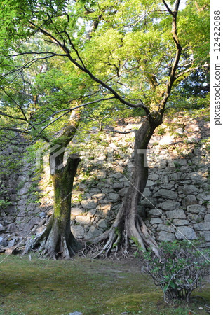 福岡城的石垣(水門附近和福岡市福岡市中央區) 福岡城的石垣(水門附近和福岡市福岡市中央區) 12422088