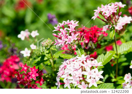 五硫化二磷 12422200