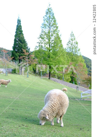 sheep  12422805