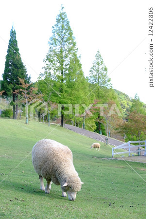 sheep  12422806