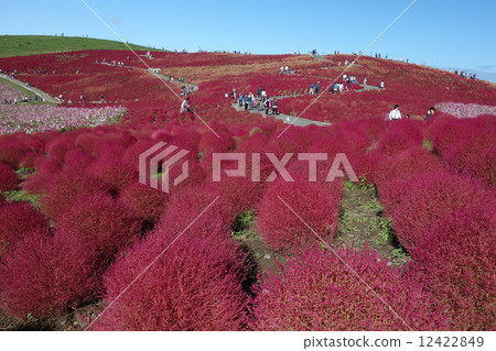 Kokia of the state-owned Hitachihama Beach Park Kokia of the state-owned Hitachihama Beach Park 12422849