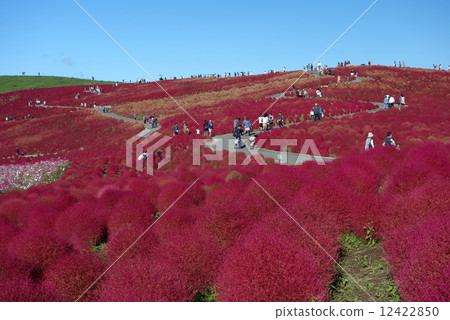 Kokia of the state-owned Hitachihama Beach Park 12422850