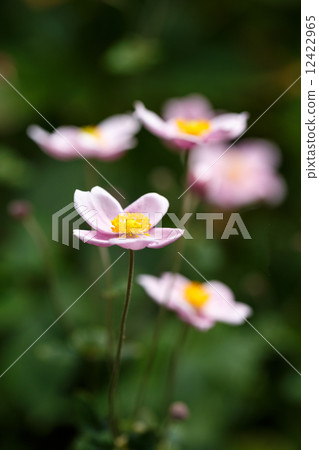 Shumayi chrysanthemum Shumayi chrysanthemum 12422965