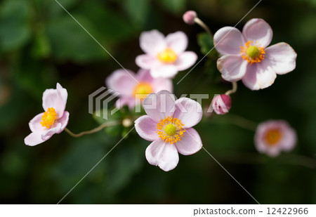 舒馬依菊花 舒馬依菊花 12422966