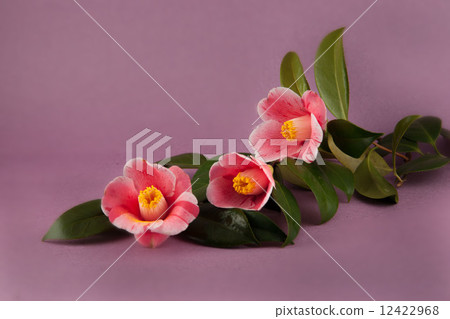茶花 茶花 12422968
