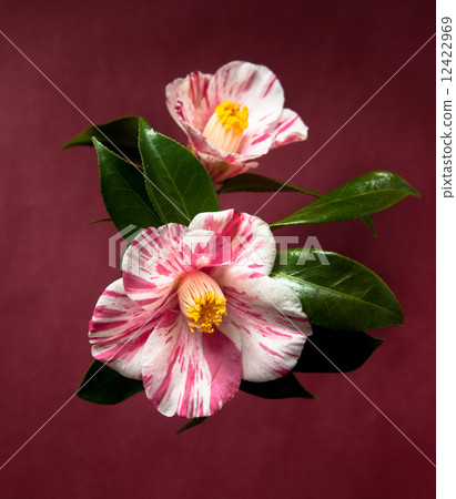 茶花 茶花 12422969