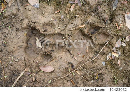 Top view of Jaguar pawprint over mud in Pantanal, Brazil 12423082