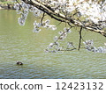 Cherry tree and duck 12423132