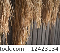 Rice field 12423134