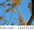 Ginkgo 12423138