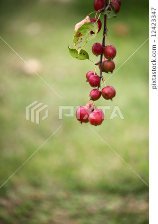 Rinko公主 12423347