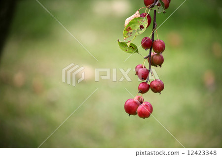 Rinko公主 12423348