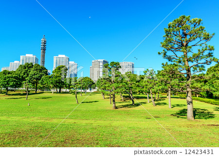 Yokohama Minato Mirai viewing from Lingang Park (Yokohama City, Kanagawa Prefecture) Yokohama Minato Mirai viewing from Lingang Park (Yokohama City, Kanagawa Prefecture) 12423431