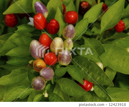 Tongarushi 01 12423918