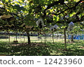 葡萄採摘 12423960