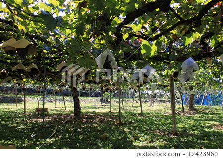 葡萄採摘 12423960