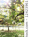 葡萄採摘 12423961