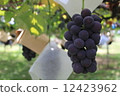 葡萄採摘 12423962