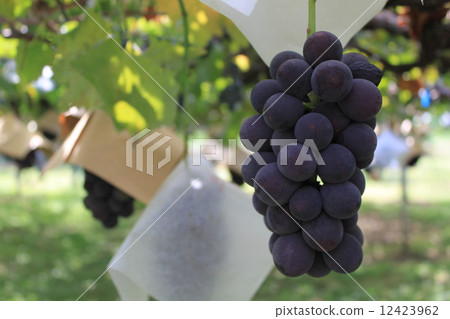 葡萄採摘 12423962