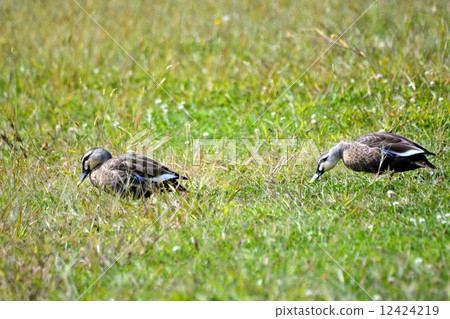 I can not find it easily 12424219