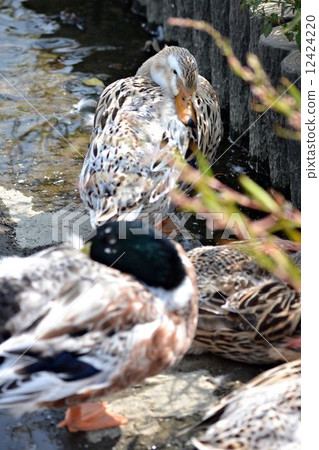 Magamo slept asleep 12424220