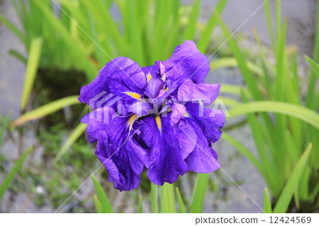 植物·花（鳶尾花） 12424569