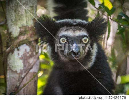 Indri, the largest lemur of Madagascar Indri, the largest lemur of Madagascar 12424576