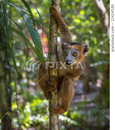 Lemur of Madagascar 12424580