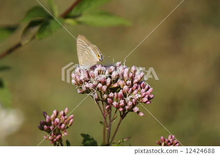 Fujikaku Uranium Beetle 12424688