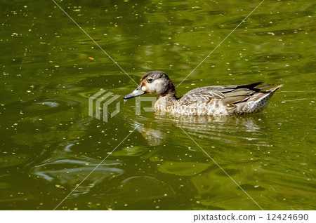 Female of Tomoeygamy 12424690