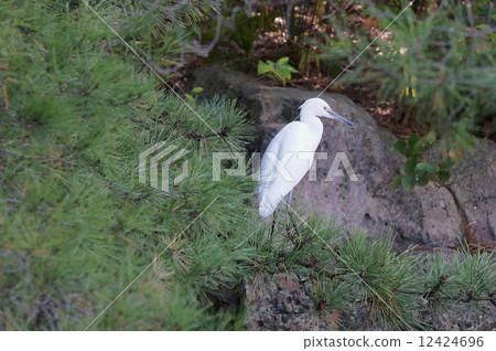 在松枝上的小蛋 在松枝上的小蛋 12424696