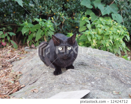 Black cat of fishing port 1 12424712