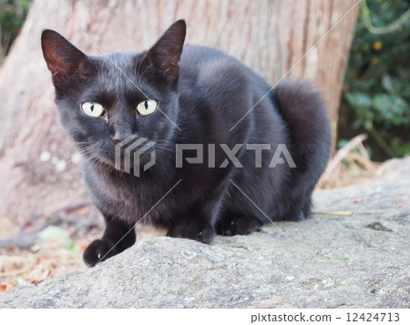 Black Cat 2 at the fishing port 12424713