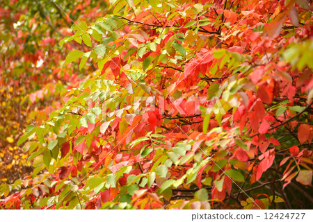 Autumn leaves of Yama horse 12424727