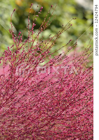 Hawkigi（掃帚樹） 12424794