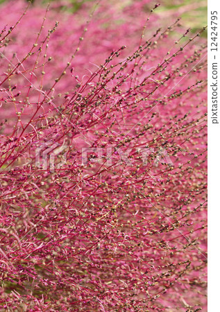 Hawkigi (broom tree) 12424795