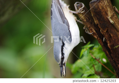 向日葵種子被插入樹木的裂縫中 12425203