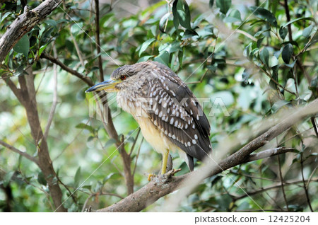 山羊的一隻幼鳥在分支站立 山羊的一隻幼鳥在分支站立 12425204