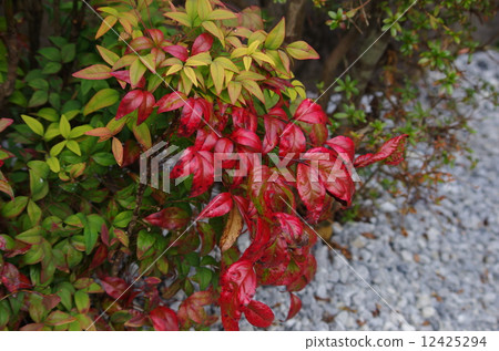 Burning autumn leaves Burning autumn leaves 12425294