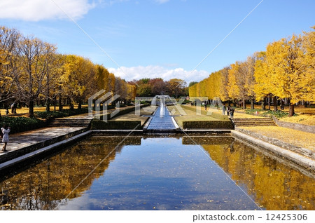 Showa Memorial Park · Gingko Namiki 12425306