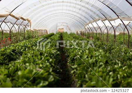 Culture in a greenhouse strawberry 12425327