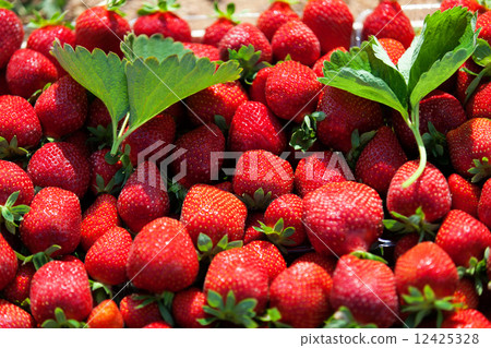 Fresh strawberries Fresh strawberries 12425328