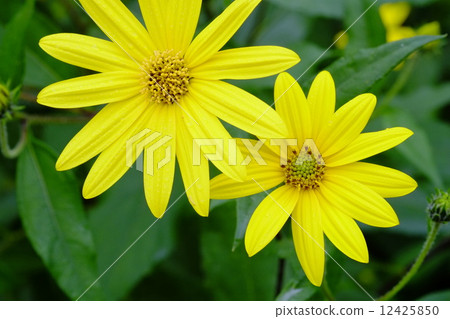 菊花之花 菊花之花 12425850